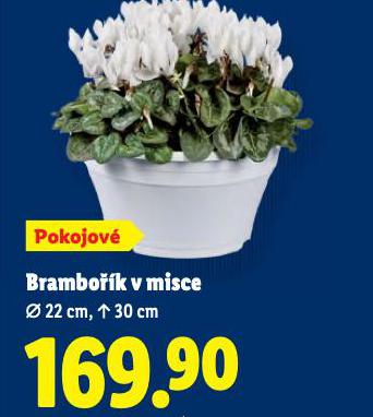 BRAMBOK V MISCE