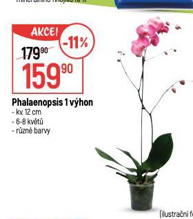 PHALAENOPSIS