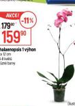 PHALAENOPSIS