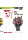 CALLUNA