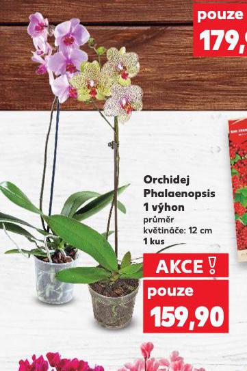 ORCHIDEJ PHALAENOPSIS