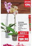 ORCHIDEJ PHALAENOPSIS