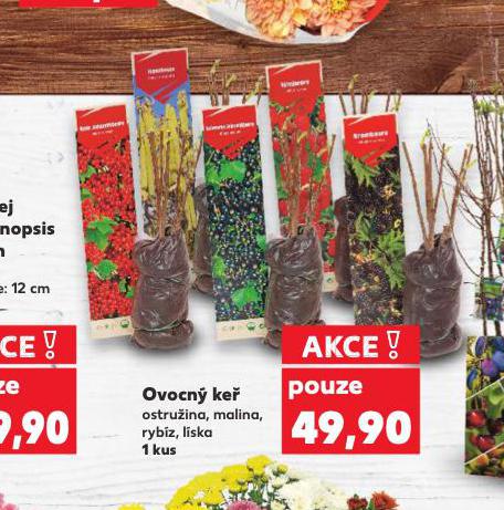 OVOCN KE
