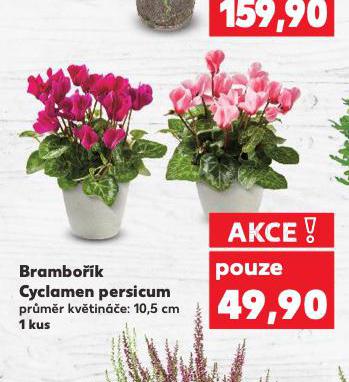 BRAMBOK