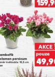 BRAMBOK