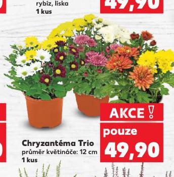 CHRYZANTMA TRIO