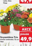 CHRYZANTMA TRIO