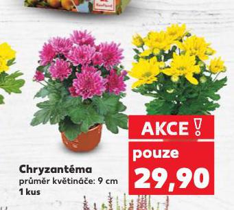 CHRYZANTMA