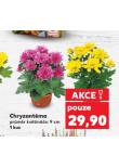 CHRYZANTMA