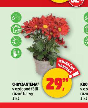 CHRYZANTMA