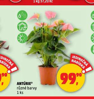 ANTRIE