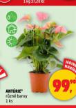 ANTRIE