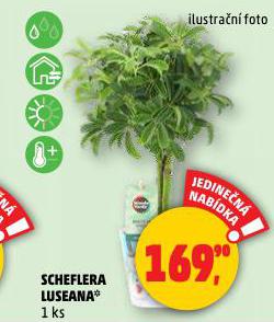 SCHEFLERA LUSEANA