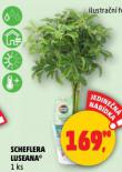 SCHEFLERA LUSEANA