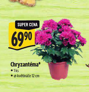 CHRYZANTMA