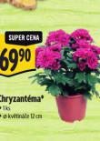 CHRYZANTMA