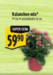 KALANCHOE MIX