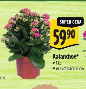 KALANCHOE