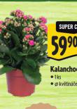 KALANCHOE