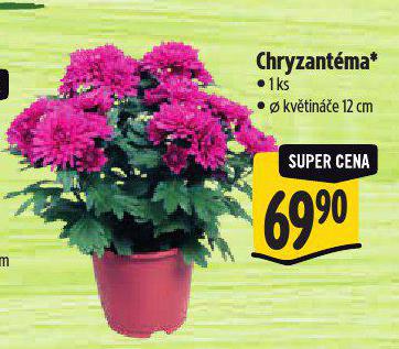 CHRYZANTMA