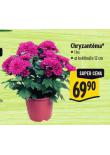 CHRYZANTMA