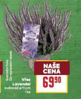 VES LEVANDEL