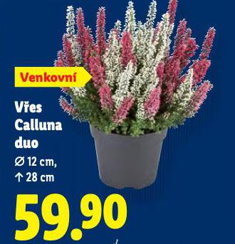 VES CALLUNA DUO