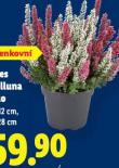 VES CALLUNA DUO