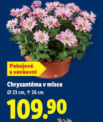 CHRYZANTMA V MISCE