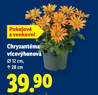 CHRYZANTMA VCEVHONKOV