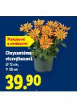 CHRYZANTMA VCEVHONKOV