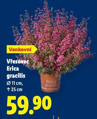 VESOVEC ERICA GRACILIS