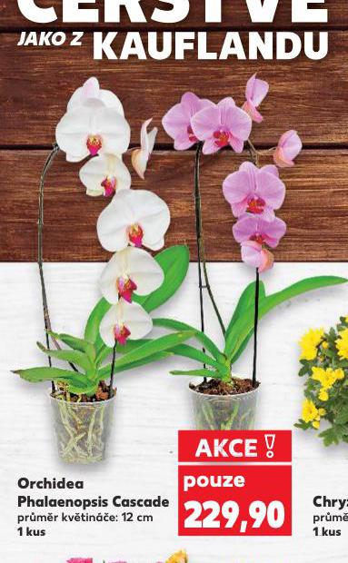 ORCHIDEA PHALAENOPSIS