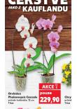 ORCHIDEA PHALAENOPSIS