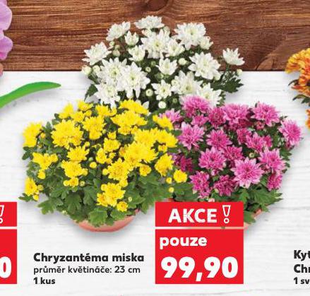 CHRYZANTMA MISKA