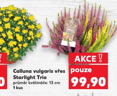 VES OBECN CALLUNA VULGARIS