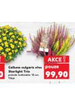 VES OBECN CALLUNA VULGARIS