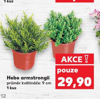 HEBE ARMSTRONGII