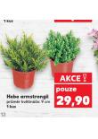 HEBE ARMSTRONGII