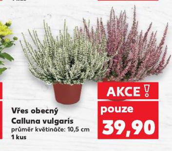 VES OBECN CALLUNA VULGARIS