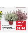 VES OBECN CALLUNA VULGARIS
