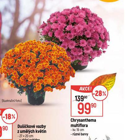 CHRYSANTHEMA MULTIFLORA