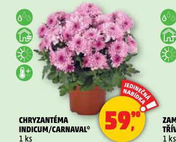 CHRYZANTMA
