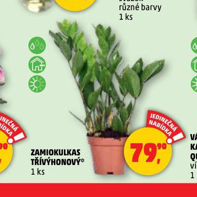 ZAMIOKULKAS TVHONOV