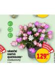 VNON KAKTUS