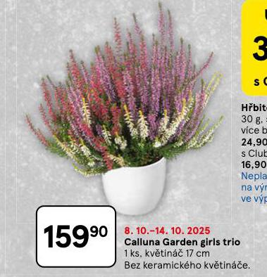 CALLUNA GARDEN GIRLS TRIO