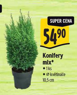 KONIFERY MIX