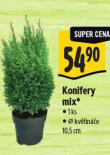KONIFERY MIX