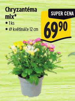 CHRYZANTMA MIX