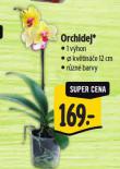 ORCHIDEJ